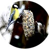 fabrication de boules de graines pour les oiseaux
